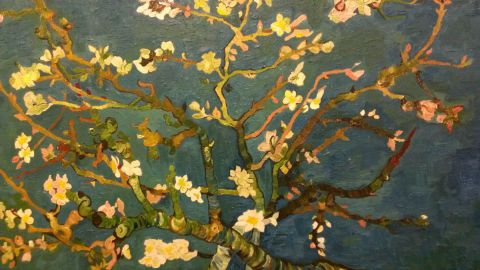 Amandier en fleur